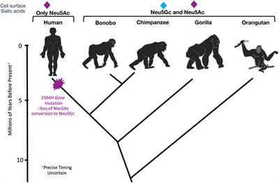 From “Serum Sickness” to “Xenosialitis”: Past, Present, and Future Significance of the Non-human Sialic Acid Neu5Gc